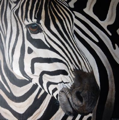 zebra